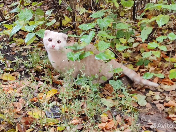 Вислоухий котенок