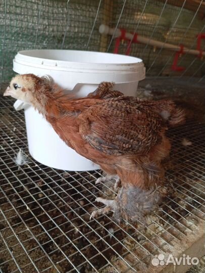 Цыплята 1 месяц помесные