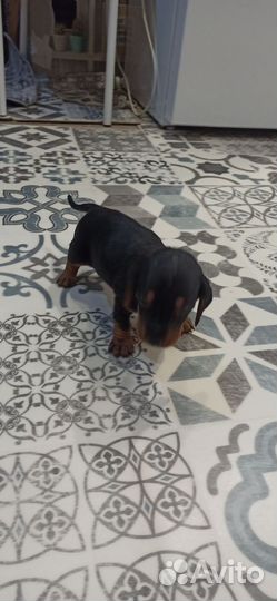 Щенки таксы