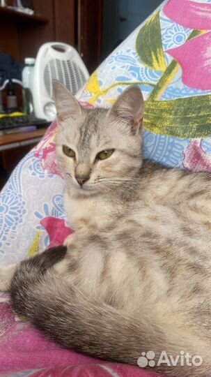 Шотландская кошка вязка