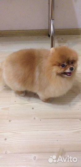 Парикмахер для животных