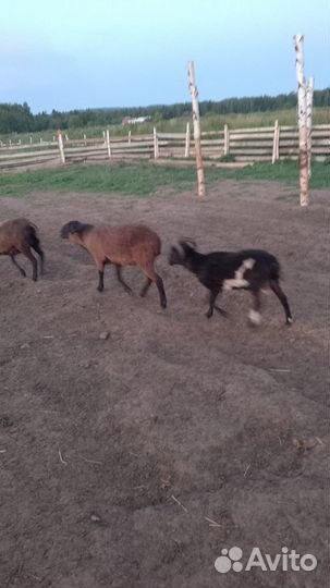 Продам баранов и овец