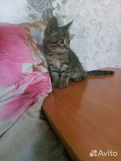 Котенок