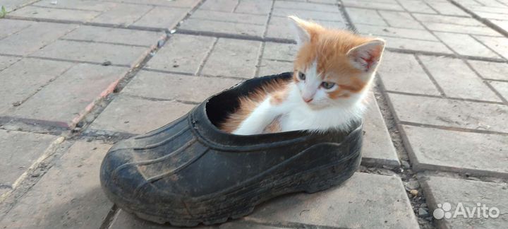 Котята мальчики бесплатно