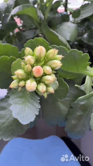 Каланхоэ цветущий