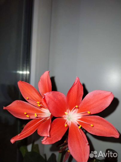Валотта семейства амариллис луковицы