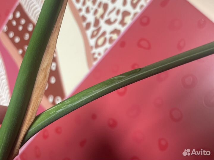 Монстера тайское созвездие