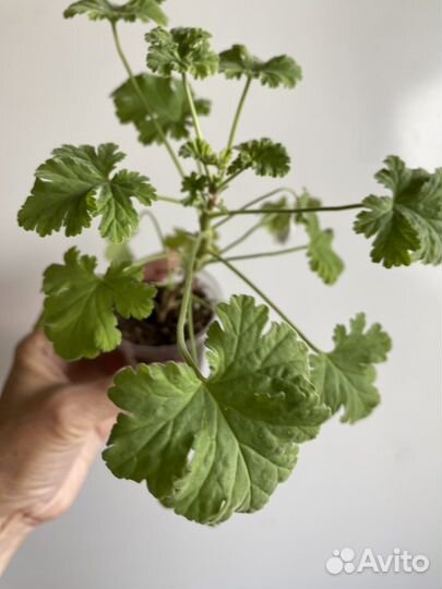 Герань/пеларгония душистая, сортовая