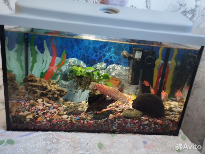 Аквариум