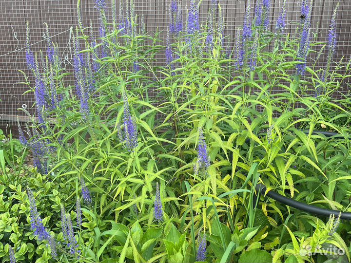 Компаньоны для роз