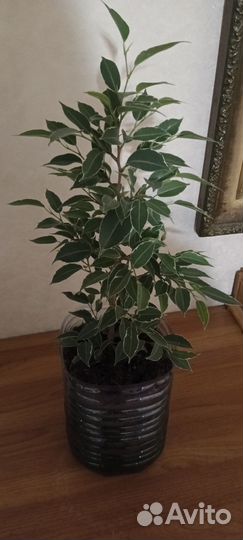 Фикус бенджамина пестролистный