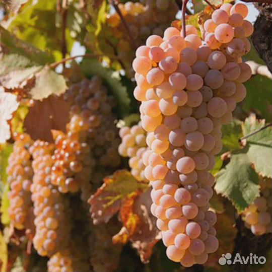 Виноград на вино и чачу