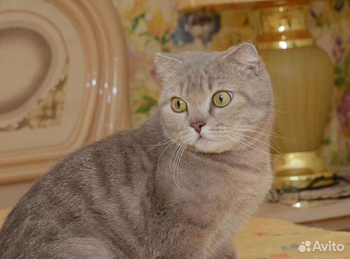 Фанта, 2 года, стерилизована и привита