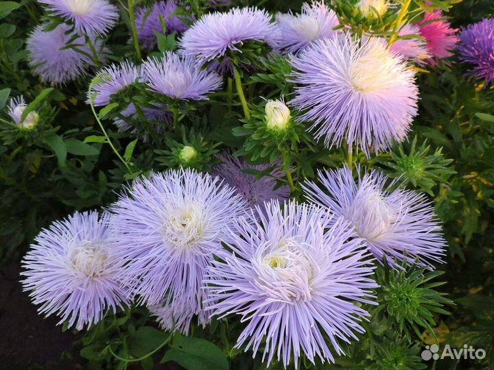 Астра, семена овощей