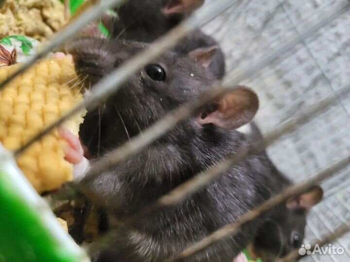 Крысята дамбо девочки