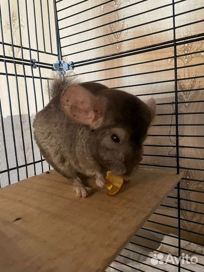 Две шиншиллы