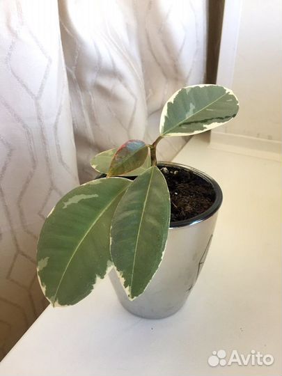Фикус эластика белиз