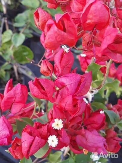 Продам бугенвиллию