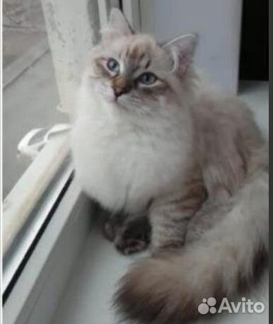 Невские маскарадные котятки