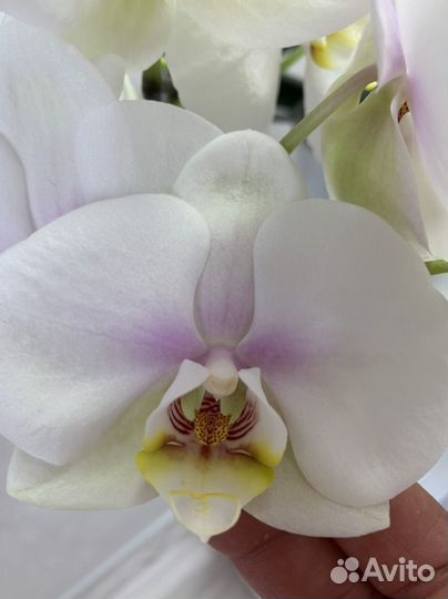 Орхидея фаленопсис