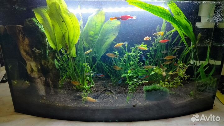 Аквариум с рыбками