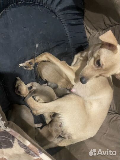 Мини той-терьер щенки