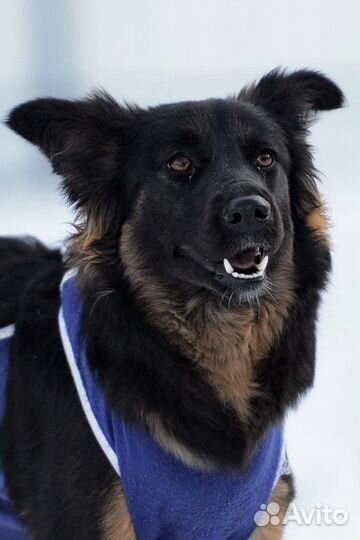 Хорошенькая собачка Лара ищет маму и папу