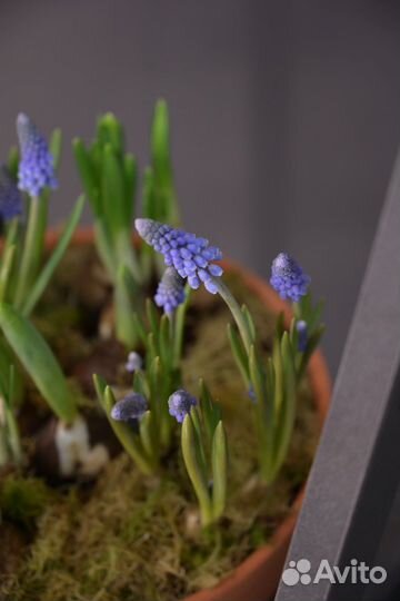 Растения в горшках