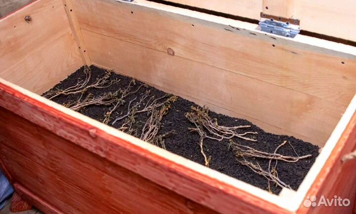 Иван-чай листовой и гранулированный собственное пр