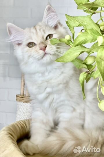 Сибирский котенок девочка