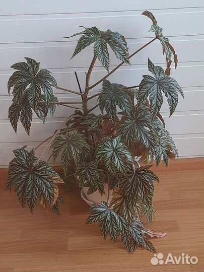 Бегония Грифон