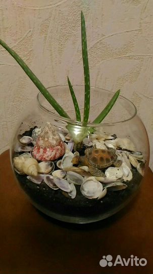 Флорариум с алоэ вера