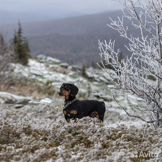 Такса вязка кобель