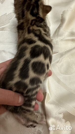 Бенгальские котята
