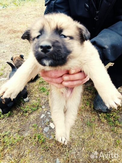 Щенки без породы