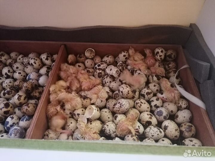 Перепела суточные