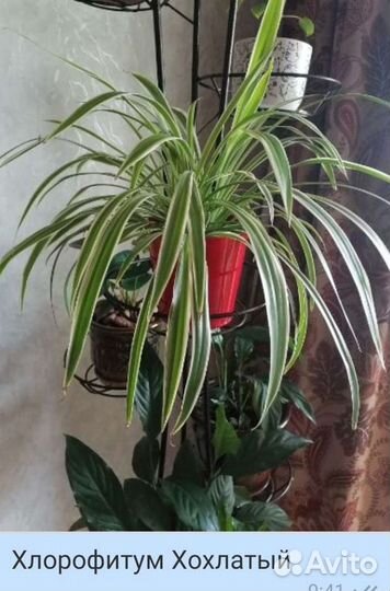 Лучшее растение для дома (5 видов )