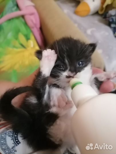 Кошка в дар