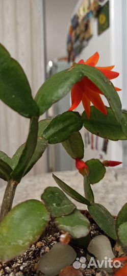 Декабрист шлюмбергера оранжевый