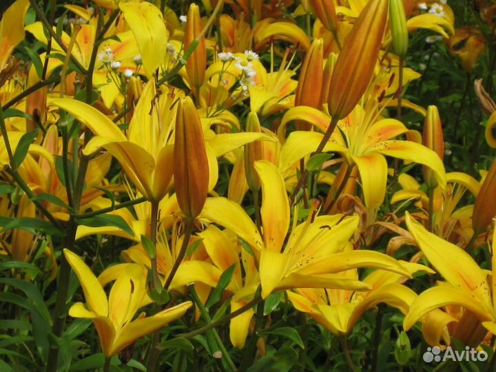 Лилии азиатки и ла-гибриды