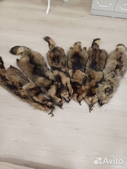 Шкуры Енот Лиса