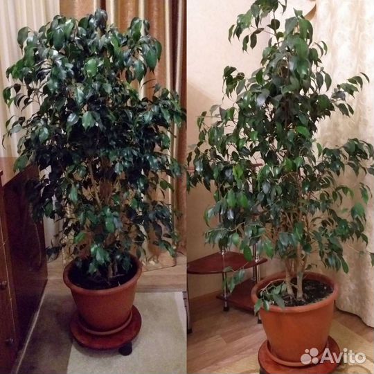 Фикус бенджамина большой 2 шт