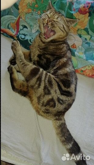 Британский кот