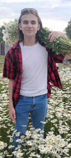 Корни ромашки