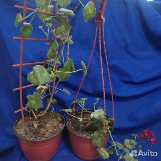 Шефлера, манстера, фикус, спацифилум, хлорафитум