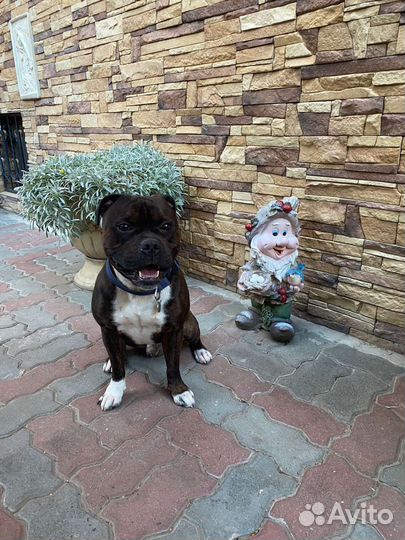 Дрессировка собак всех пород