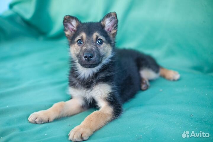 Щенок мальчик