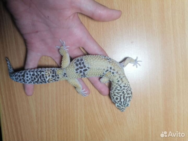 Геккон эублефар