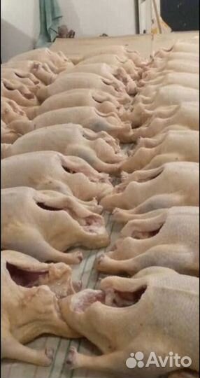 Мясо утки, бройлера, гуся