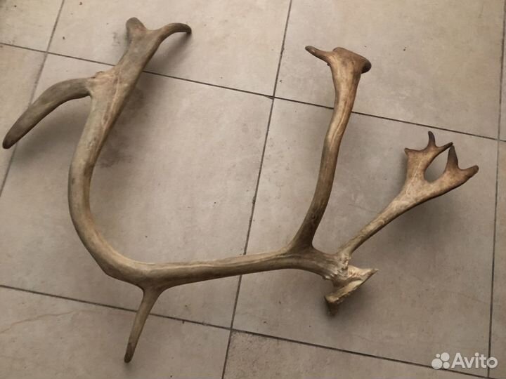 Рога оленя